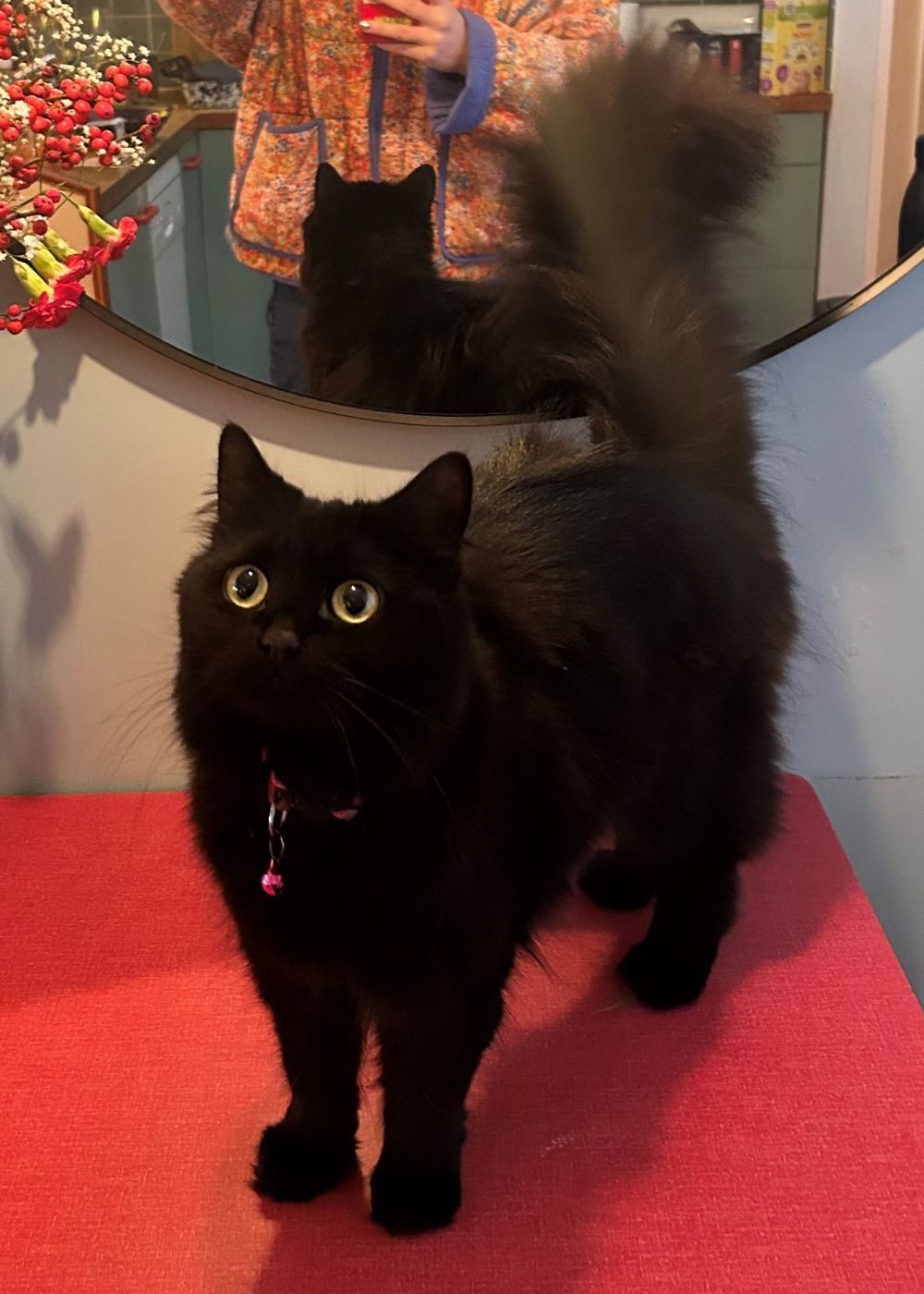 A black fluffy cat stands on a table with a red tablecloth, looking up at the camera.