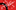 A red graphic saying the words 'Shakespeare and Race'